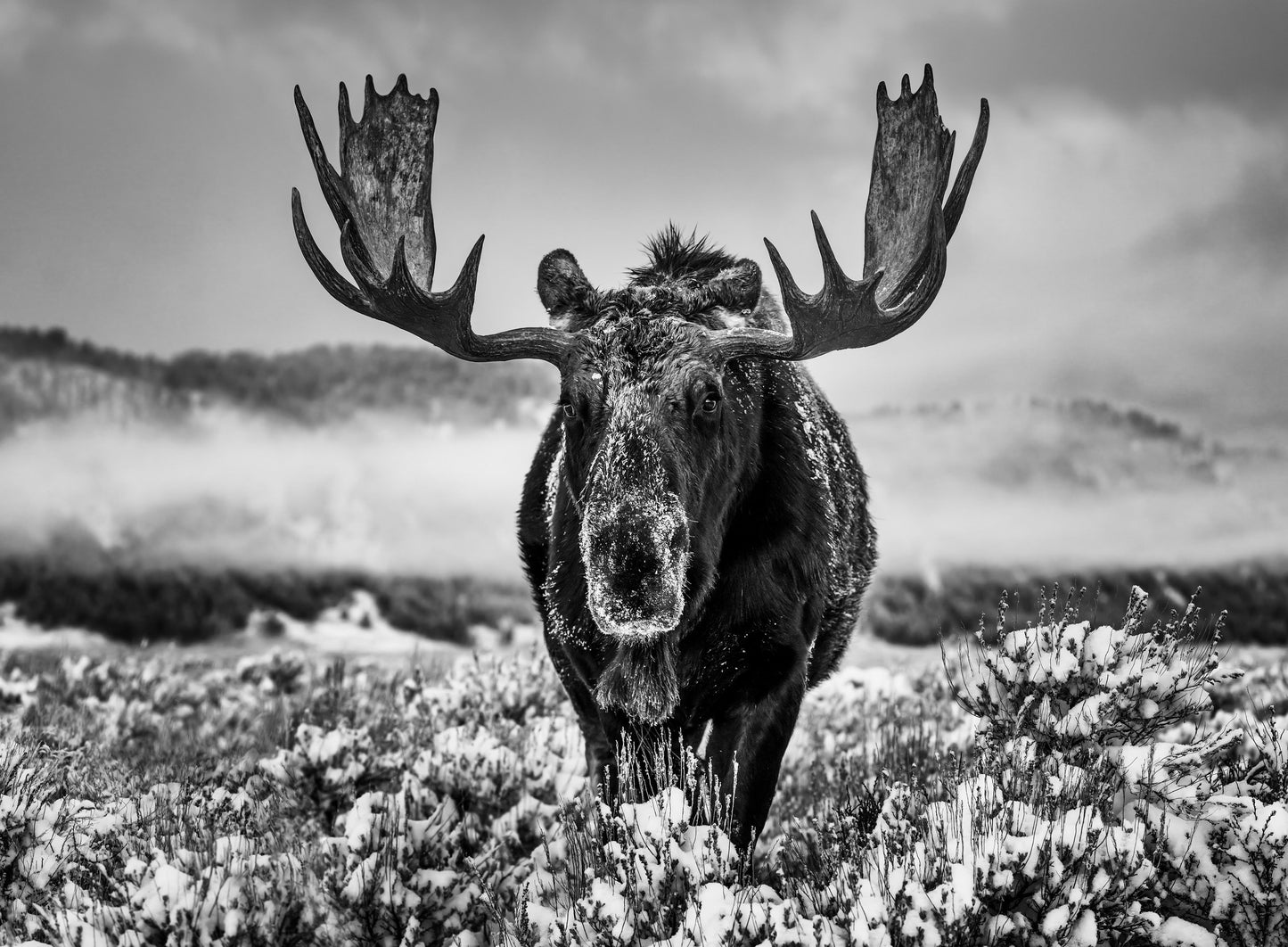 The Winter Season-Photographic Print-David Yarrow-Sorrel Sky Gallery