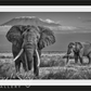 The Witness-Photographic Print-David Yarrow-Sorrel Sky Gallery