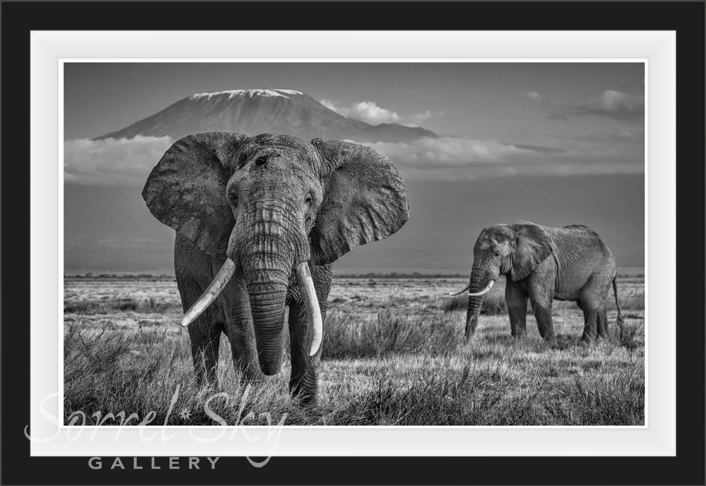 The Witness-Photographic Print-David Yarrow-Sorrel Sky Gallery