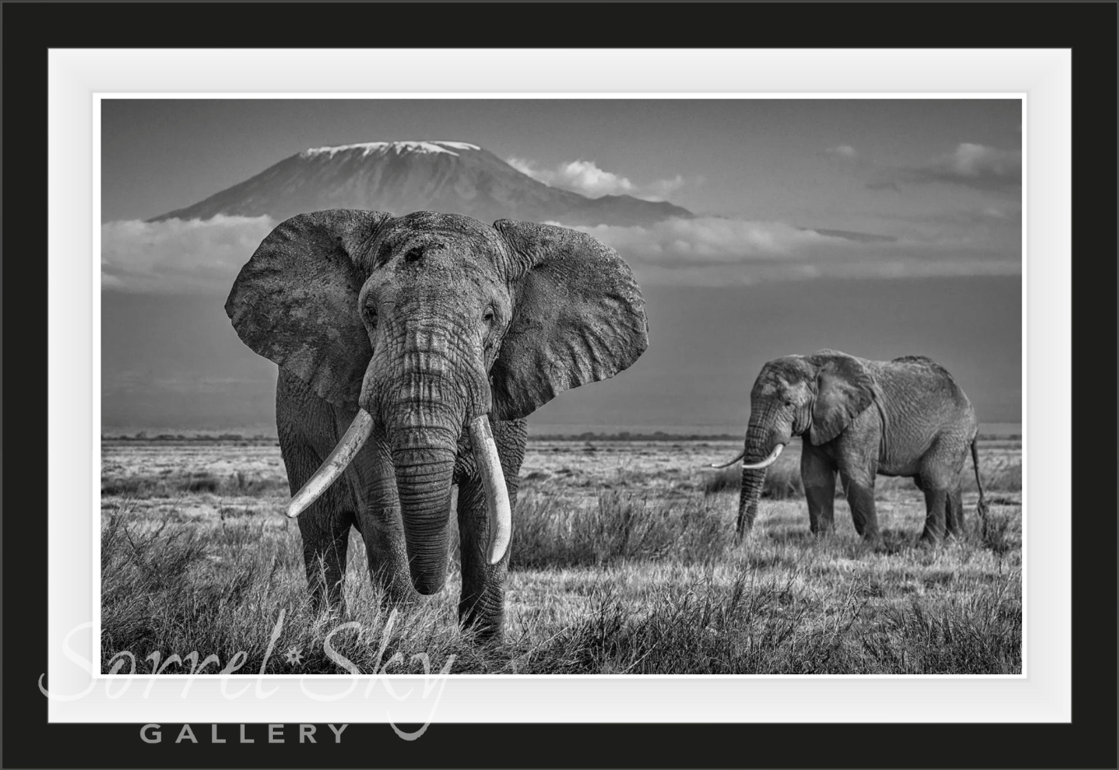 The Witness-Photographic Print-David Yarrow-Sorrel Sky Gallery