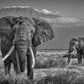 The Witness-Photographic Print-David Yarrow-Sorrel Sky Gallery