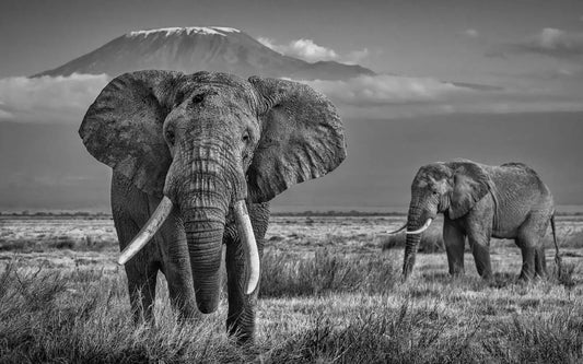 The Witness-Photographic Print-David Yarrow-Sorrel Sky Gallery