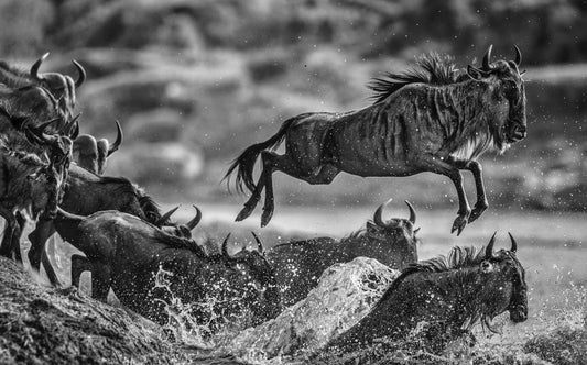 Traffic-Photographic Print-David Yarrow-Sorrel Sky Gallery