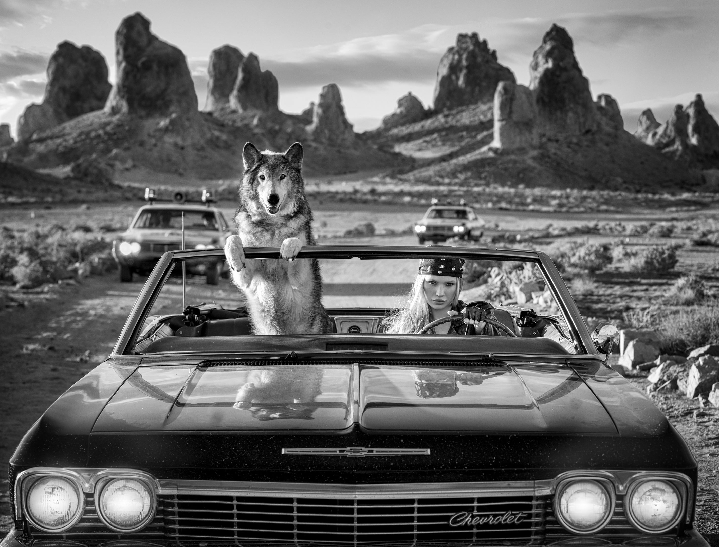 Vice | Storytelling Wolf | David Yarrow | Sorrel Sky Gallery