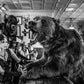 WHERE'S MY LUNCH? LAST ORDERS II-Photographic Print-David Yarrow-Sorrel Sky Gallery