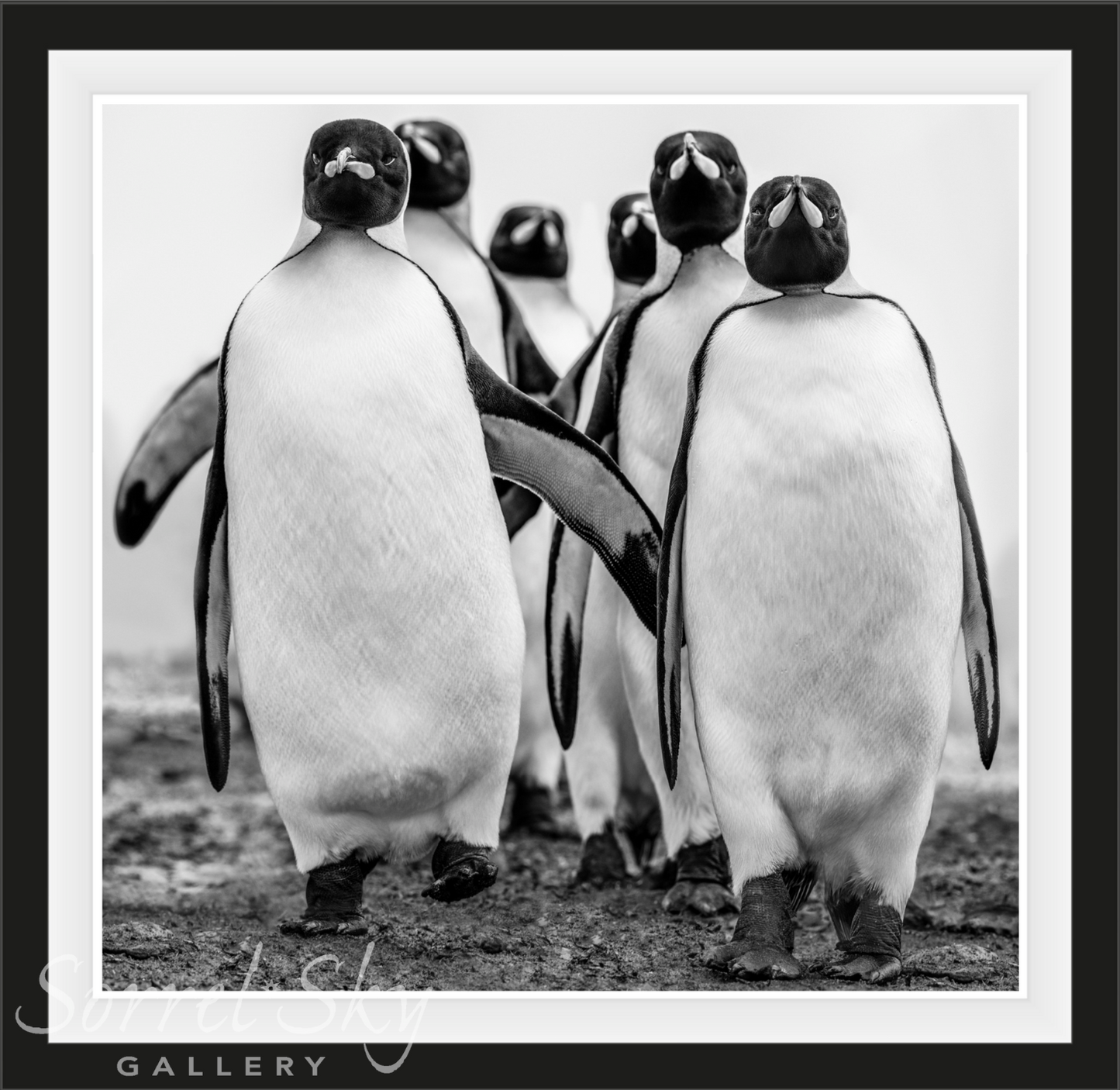 WISE GUYS-Photographic Print-David Yarrow-Sorrel Sky Gallery