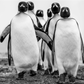 WISE GUYS-Photographic Print-David Yarrow-Sorrel Sky Gallery