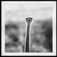 WTF-Photographic Print-David Yarrow-Sorrel Sky Gallery