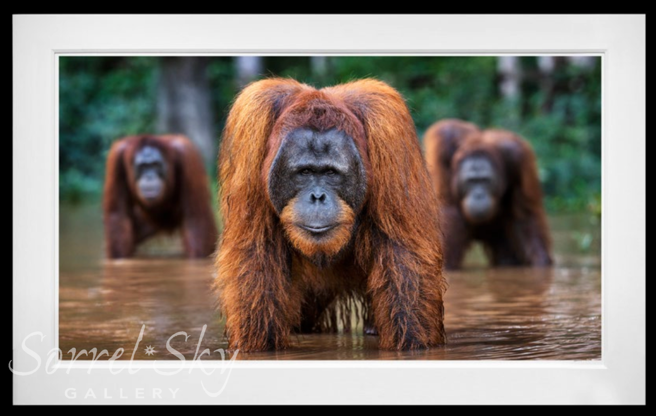 Welcome To The Jungle-Photographic Print-David Yarrow-Sorrel Sky Gallery