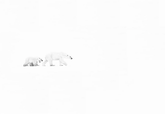 White Out-Photographic Print-David Yarrow-Sorrel Sky Gallery