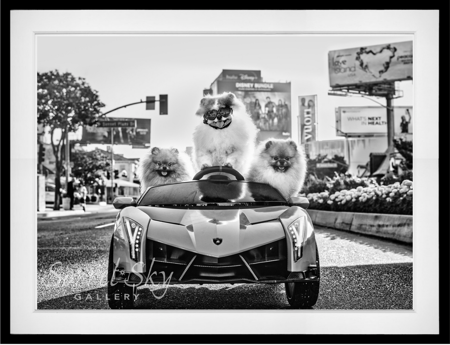 Who Let the Dogs Out