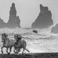 Wild Horses-Photographic Print-David Yarrow-Sorrel Sky Gallery