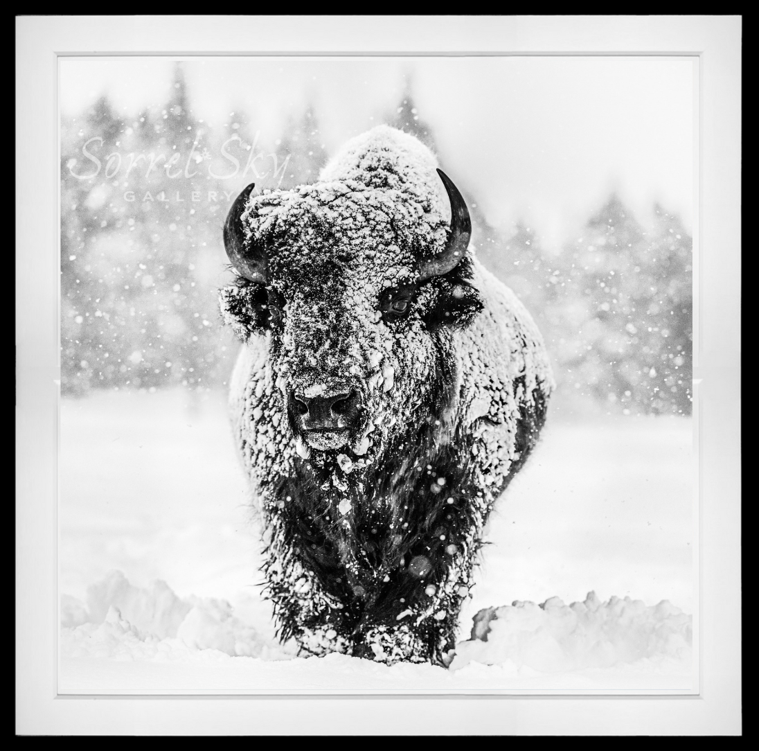 Winter's Coming-Photographic Print-David Yarrow-Sorrel Sky Gallery