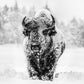 Winter's Coming-Photographic Print-David Yarrow-Sorrel Sky Gallery