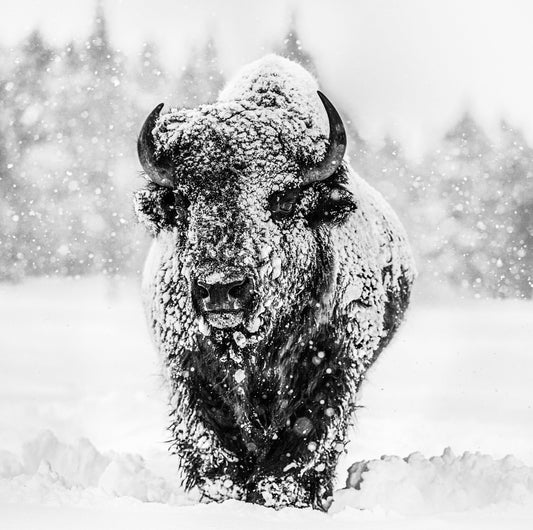 Winter's Coming-Photographic Print-David Yarrow-Sorrel Sky Gallery