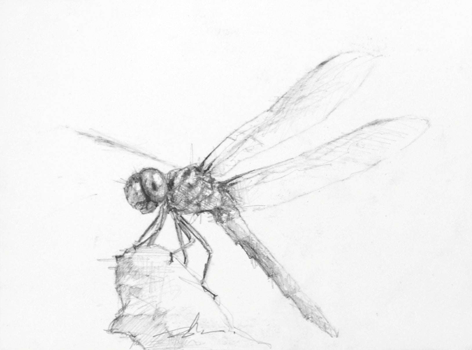 Dragonfly Study I-Painting-Doyle Hostetler-Sorrel Sky Gallery