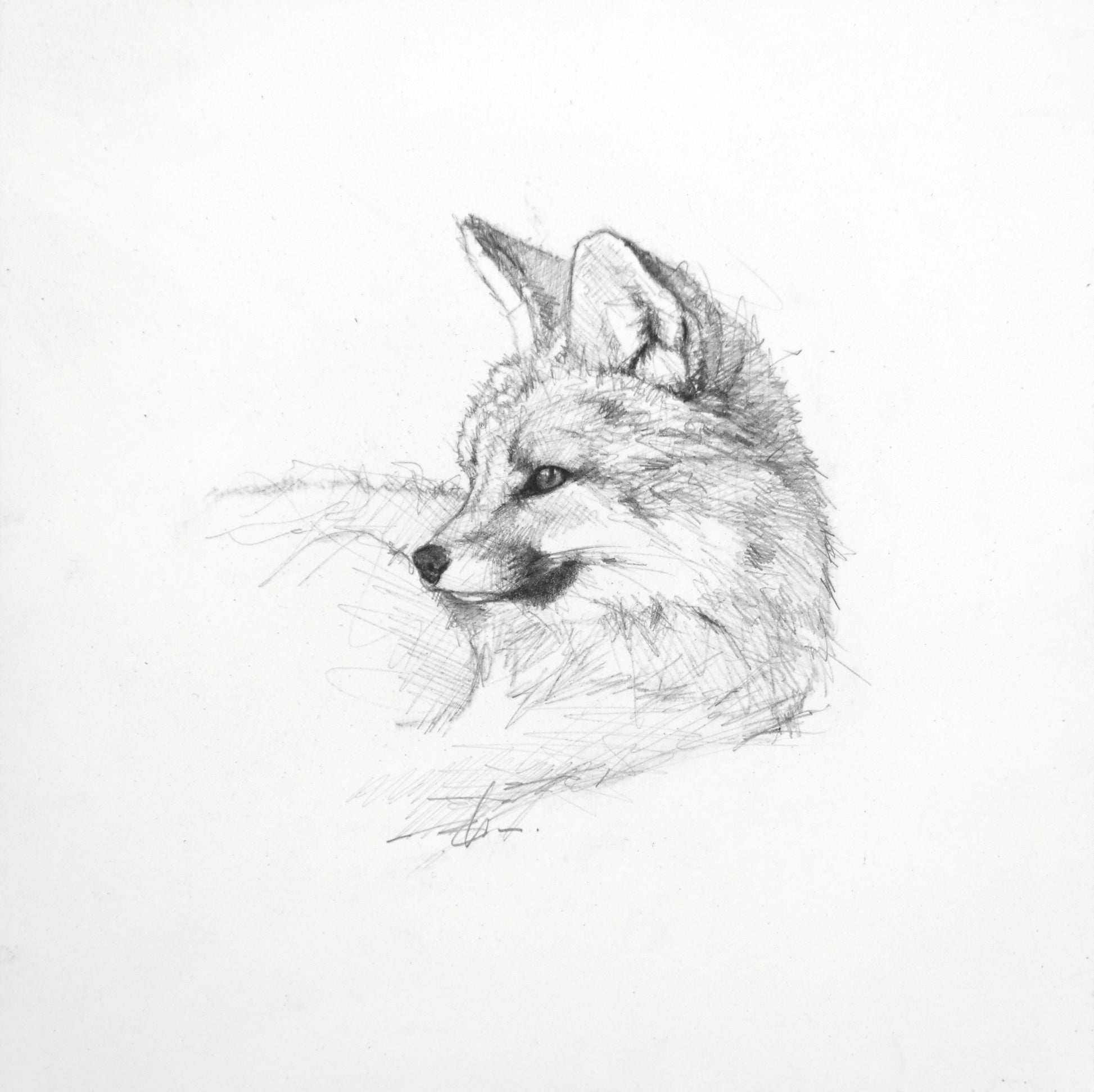 Grey Fox Sketch-Painting-Doyle Hostetler-Sorrel Sky Gallery