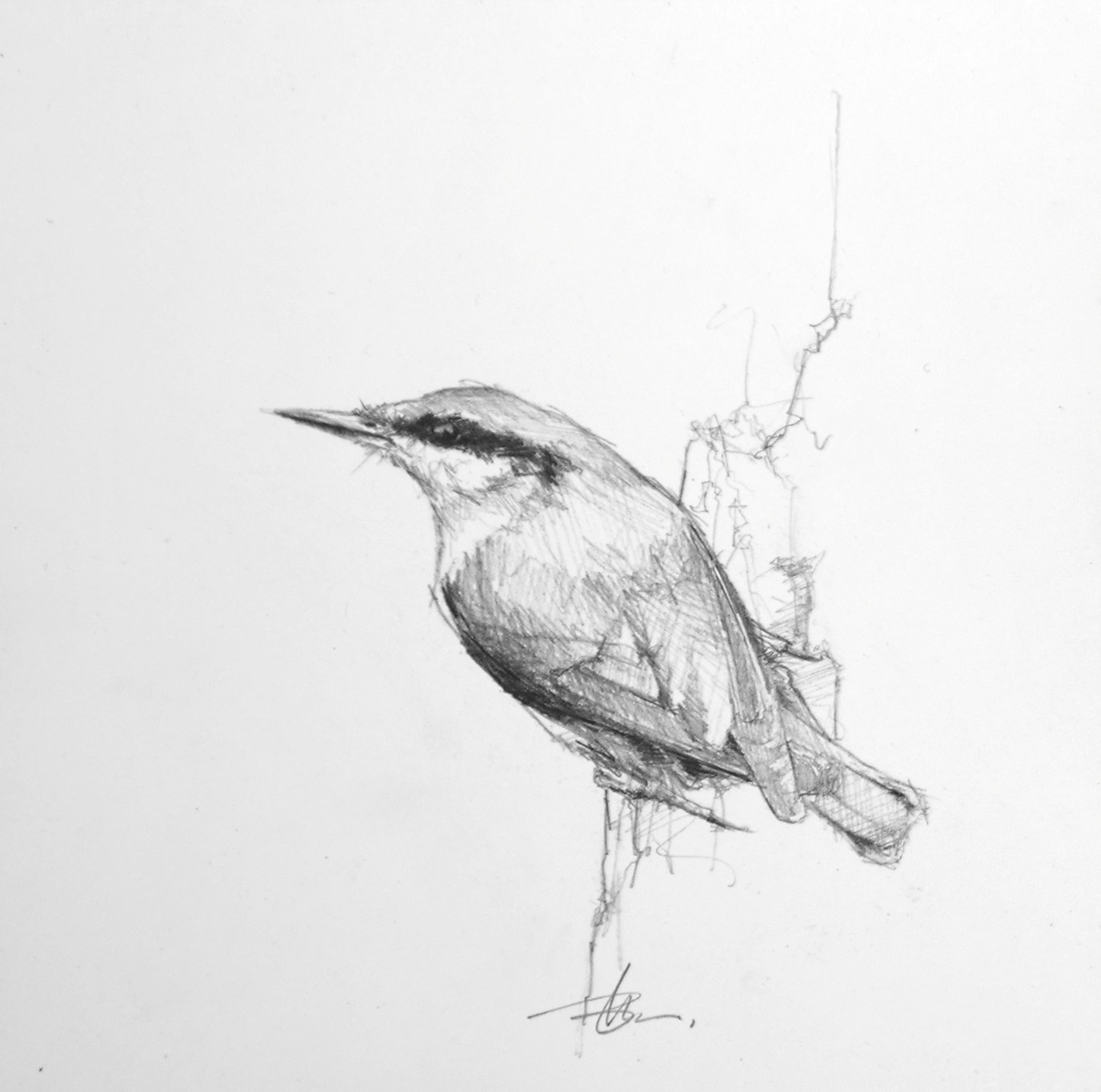 Nuthatch Study I-Painting-Doyle Hostetler-Sorrel Sky Gallery