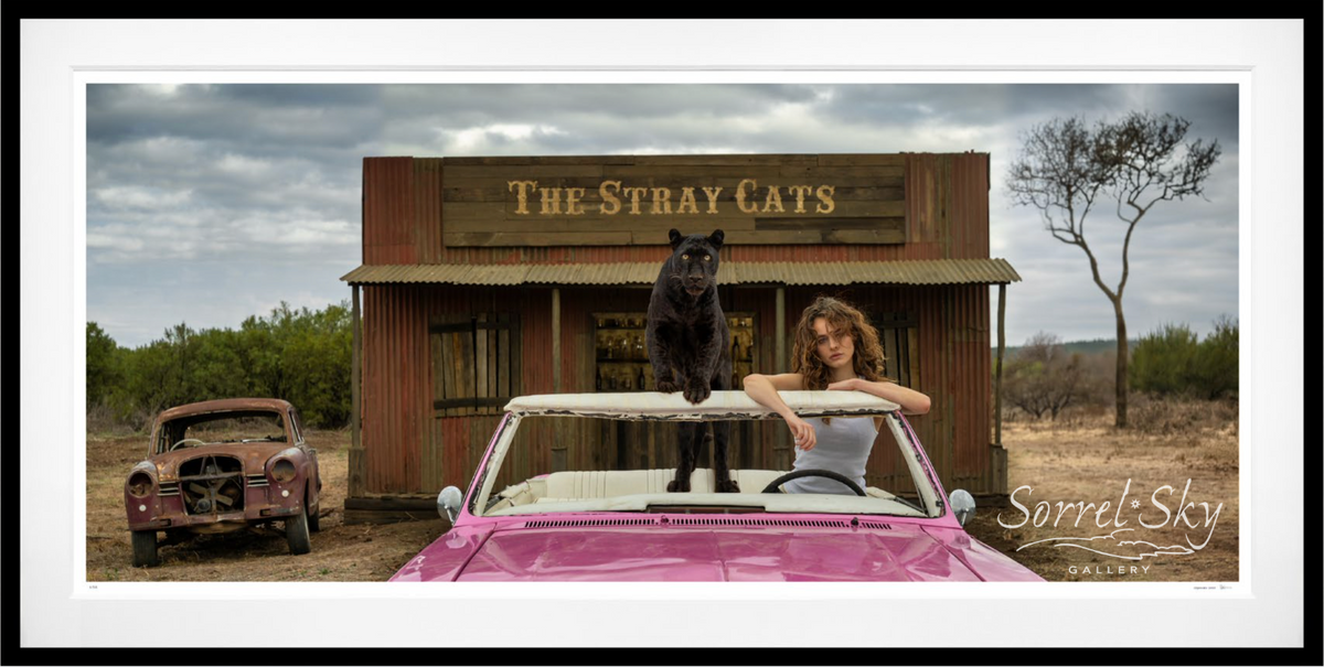 Framed The Stray Cats (Colour)