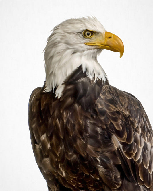 Bald Eagle-Painting-Matthew Grant-Sorrel Sky Gallery