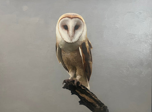 Barn Owl #2-Painting-Matthew Grant-Sorrel Sky Gallery