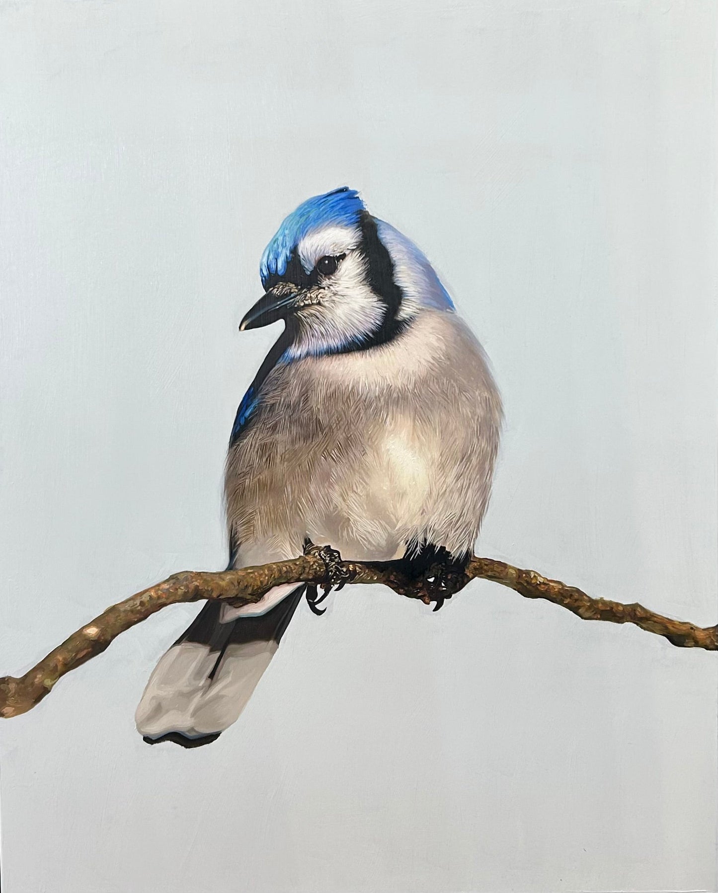 Blue Jay-Painting-Matthew Grant-Sorrel Sky Gallery