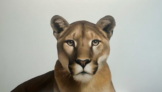 Mountain Lion-Painting-Matthew Grant-Sorrel Sky Gallery