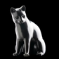 Cat's Tooth | La Dent du Chat