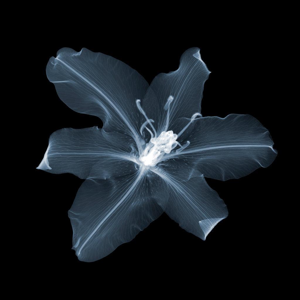 2 Lilies x 1-Photographic Print-Nick Veasey-Sorrel Sky Gallery