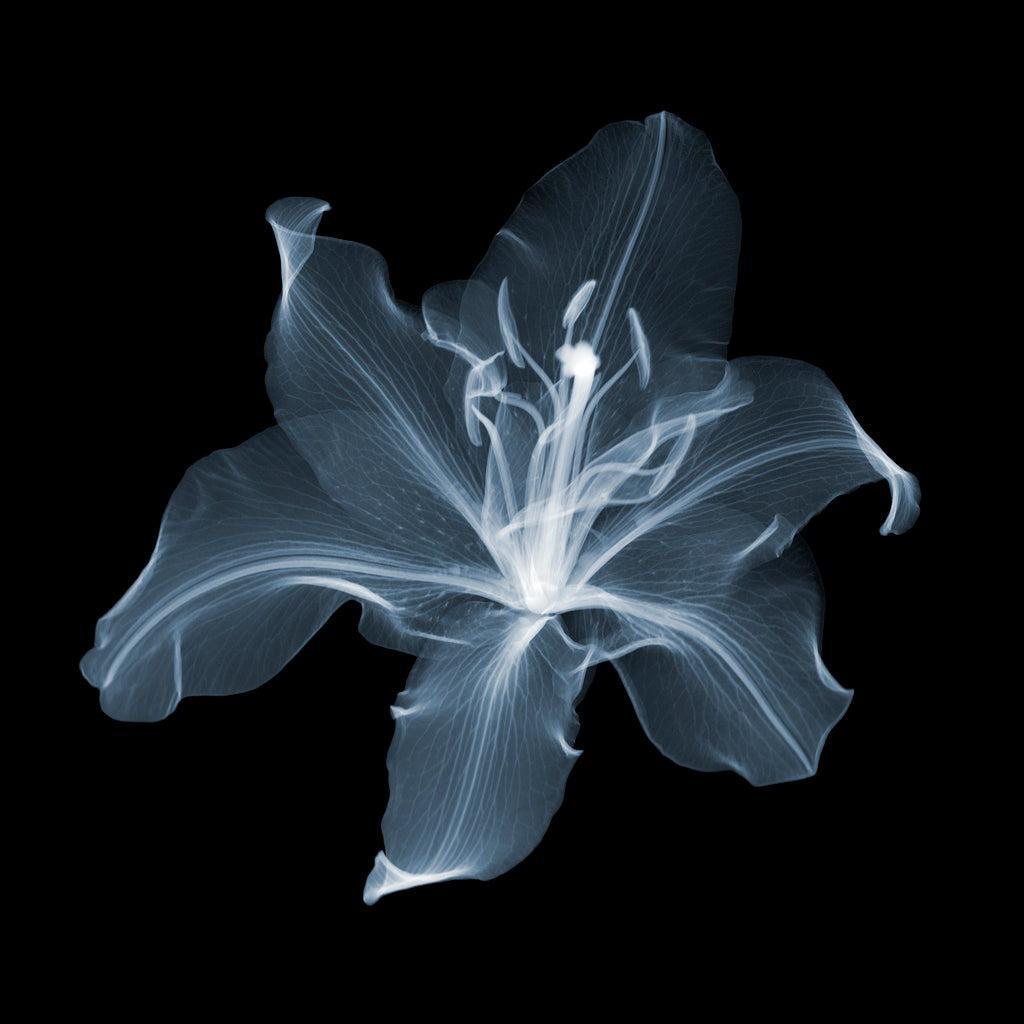 2 Lilies x 1b-Photographic Print-Nick Veasey-Sorrel Sky Gallery