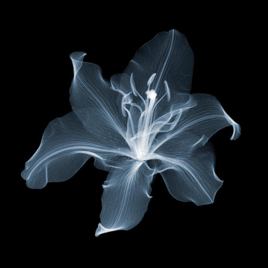 2 Lilies x 1b-Photographic Print-Nick Veasey-Sorrel Sky Gallery