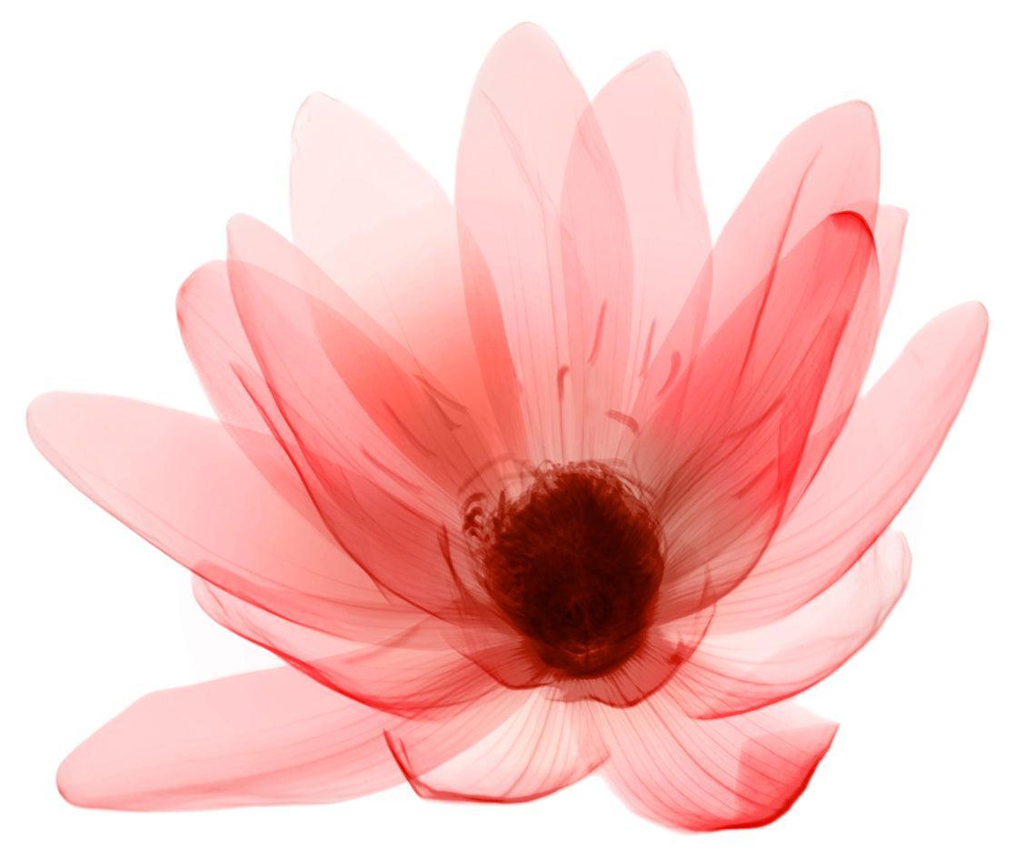 A v1861-Photographic Print-Nick Veasey-Sorrel Sky Gallery