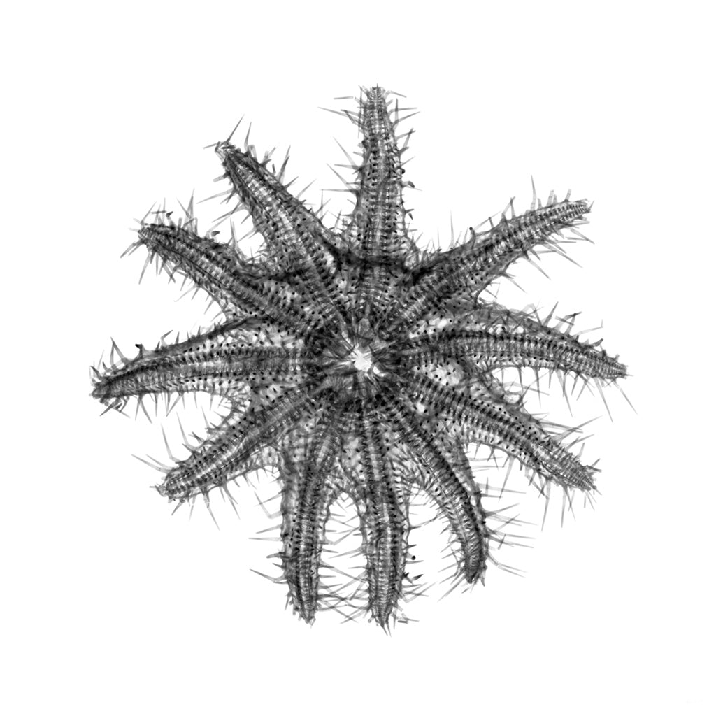 Acanthaster Planci-Photographic Print-Nick Veasey-Sorrel Sky Gallery