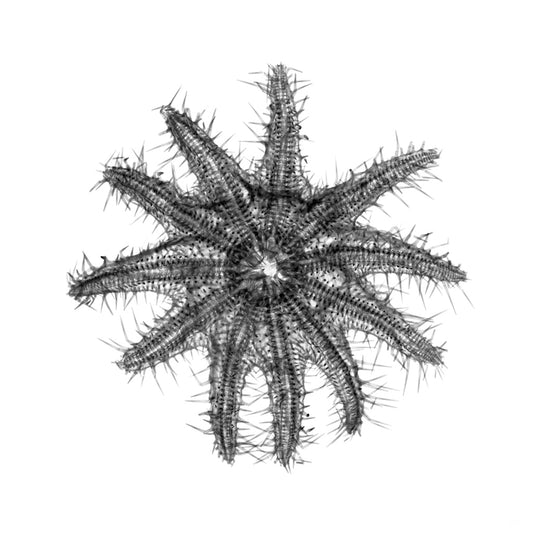 Acanthaster Planci-Photographic Print-Nick Veasey-Sorrel Sky Gallery