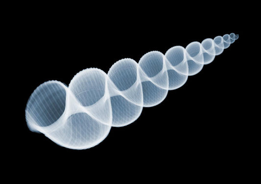 Amaea Immaculata v2948-Photographic Print-Nick Veasey-Sorrel Sky Gallery