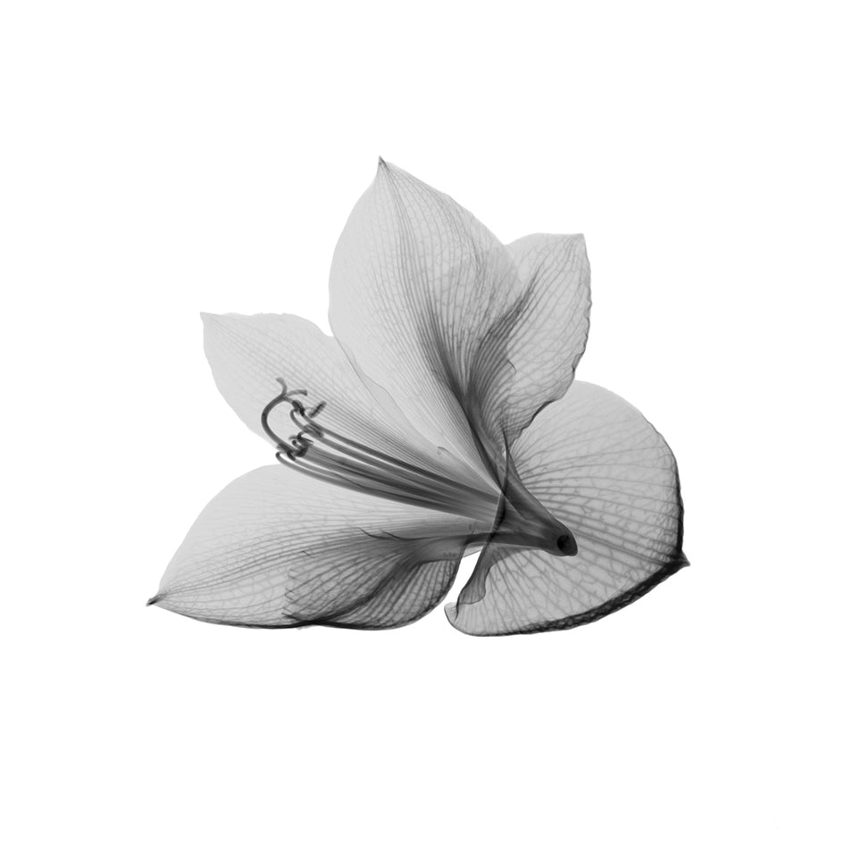 Amarylis-Photographic Print-Nick Veasey-Sorrel Sky Gallery