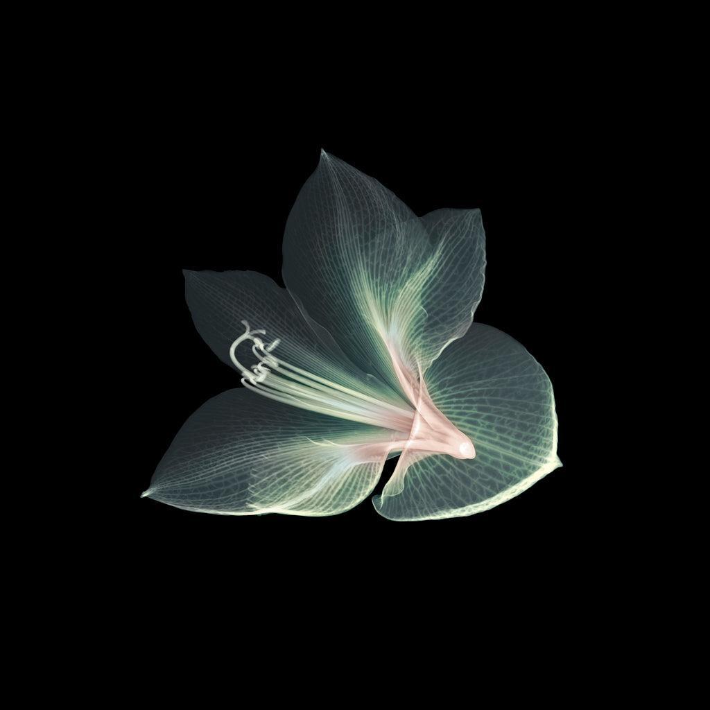 Amarylis-Photographic Print-Nick Veasey-Sorrel Sky Gallery