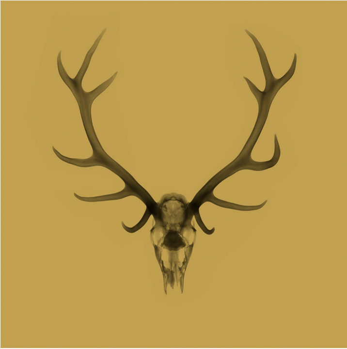 Antlers Gold-Photographic Print-Nick Veasey-Sorrel Sky Gallery