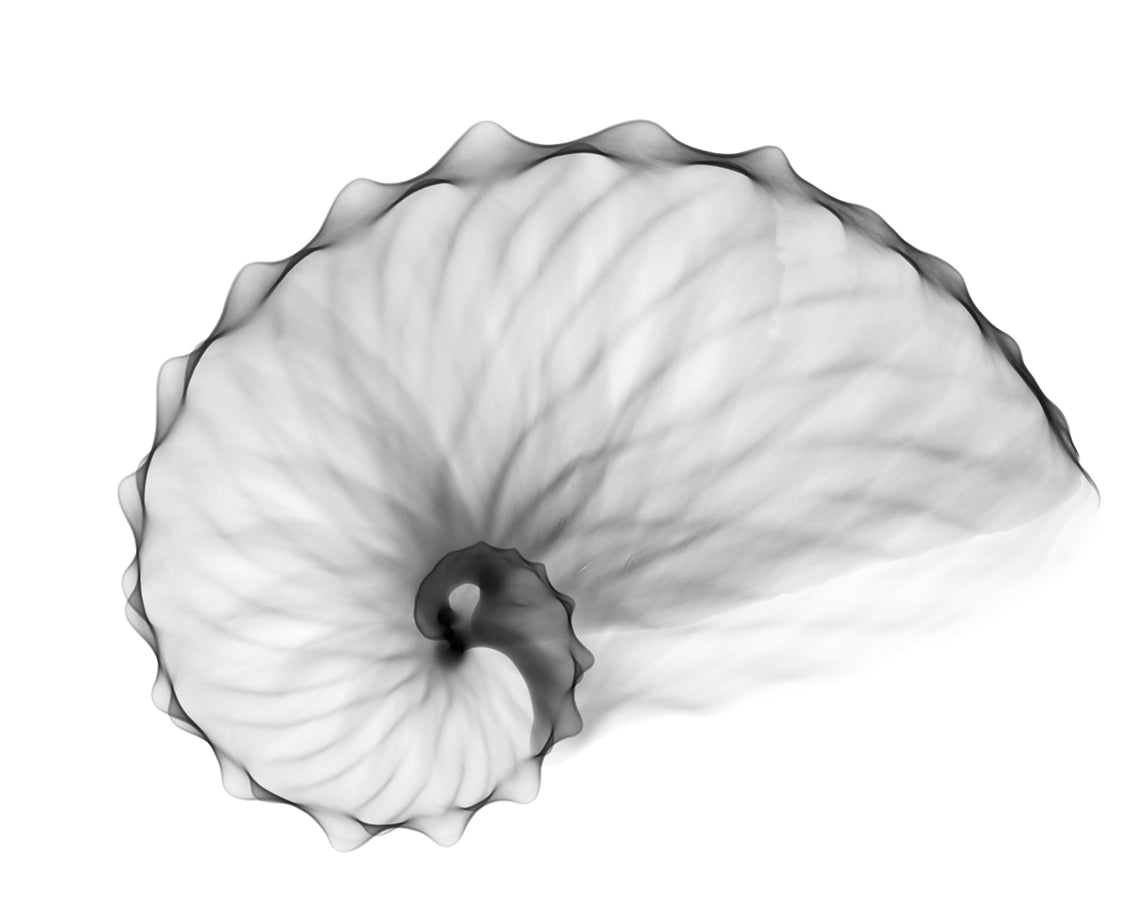 Argonauta Hians-Photographic Print-Nick Veasey-Sorrel Sky Gallery