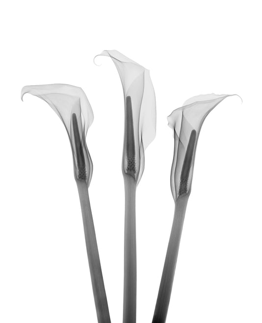 Arum Lilies-Photographic Print-Nick Veasey-Sorrel Sky Gallery