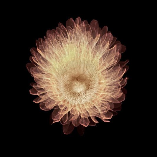 Aster-Photographic Print-Nick Veasey-Sorrel Sky Gallery