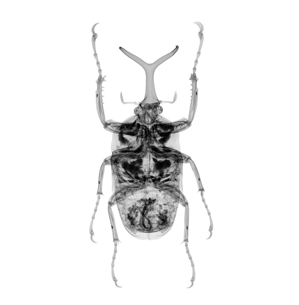 Atlas beetle v1768-Photographic Print-Nick Veasey-Sorrel Sky Gallery