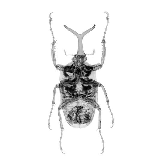 Atlas beetle v1768-Photographic Print-Nick Veasey-Sorrel Sky Gallery