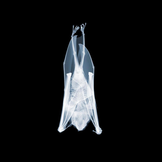 Bat v1538-Photographic Print-Nick Veasey-Sorrel Sky Gallery