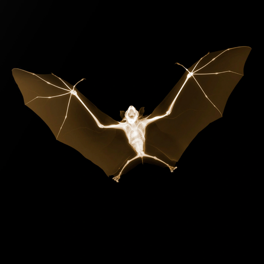 Bat-Photographic Print-Nick Veasey-Sorrel Sky Gallery