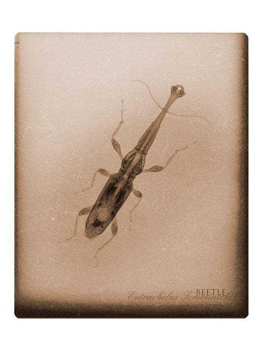 Beetle-Photographic Print-Nick Veasey-Sorrel Sky Gallery