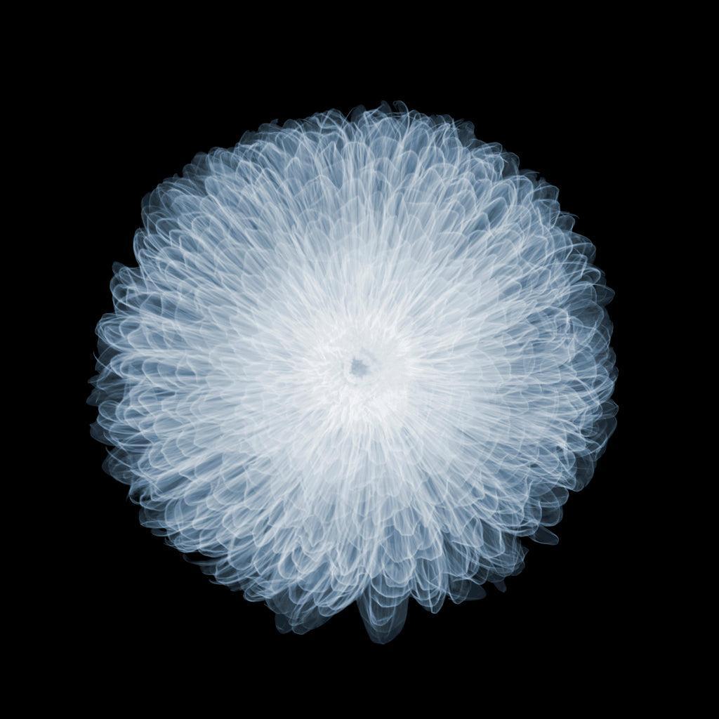 Britbloom Chrysanthemum-Photographic Print-Nick Veasey-Sorrel Sky Gallery