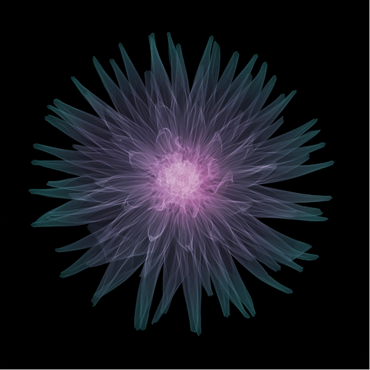 Cactus Dahlia-Photographic Print-Nick Veasey-Sorrel Sky Gallery