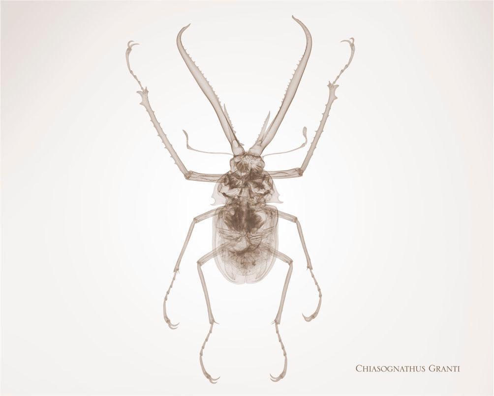 Chiasognathus Granti-Photographic Print-Nick Veasey-Sorrel Sky Gallery
