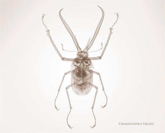 Chiasognathus Granti-Photographic Print-Nick Veasey-Sorrel Sky Gallery